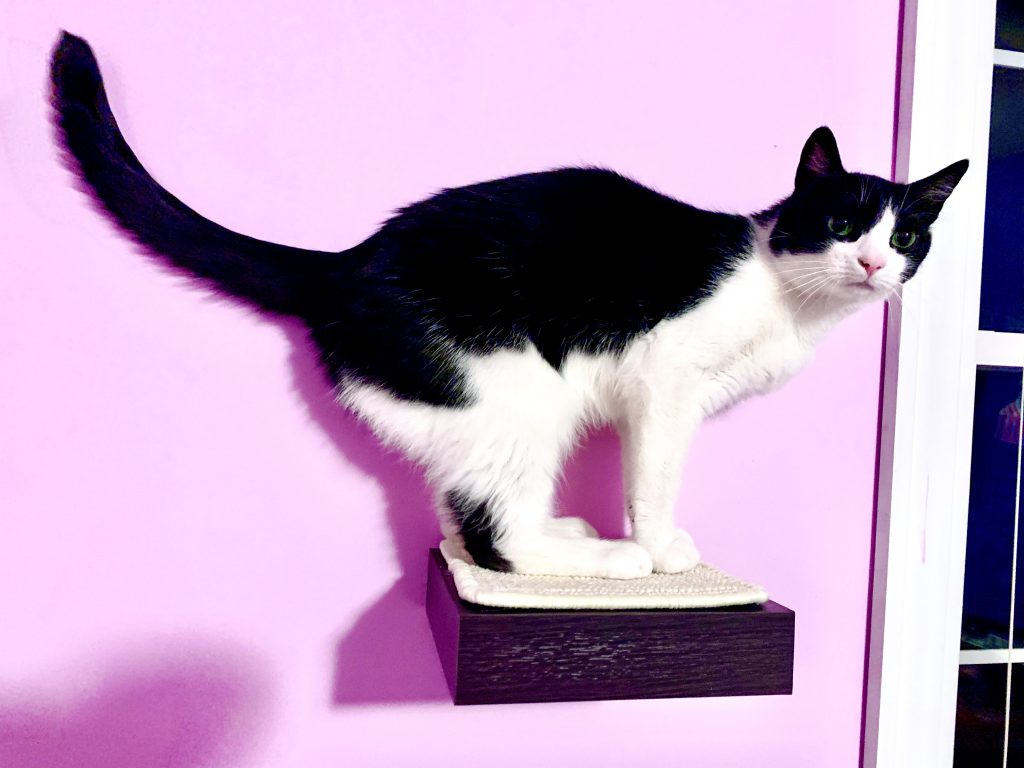 Clyde on a kitty shelf